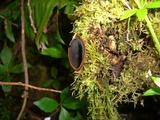 Plectania melastoma image