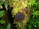Plectania melastoma image