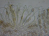 Inocybe quietiodor image