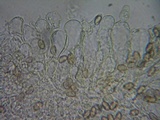 Inocybe quietiodor image