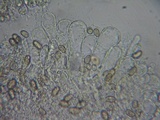 Inocybe quietiodor image