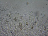 Inocybe quietiodor image