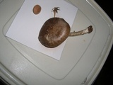 Pluteus pouzarianus image