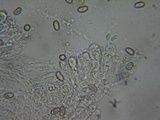 Inocybe quietiodor image