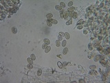 Inocybe quietiodor image