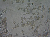 Inocybe quietiodor image