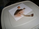 Pluteus pouzarianus image
