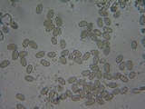 Inocybe quietiodor image
