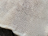 Trametes gibbosa image