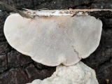 Trametes gibbosa image