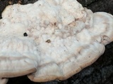 Trametes gibbosa image