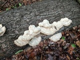 Trametes gibbosa image
