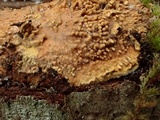 Pirex concentricus image