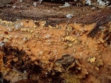Pirex concentricus image