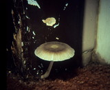 Pluteus longistriatus image