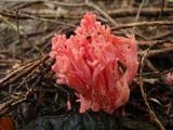 Ramaria araiospora image