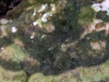 Trametes gibbosa image