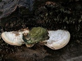 Trametes gibbosa image