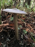 Amanita pachycolea image