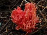 Ramaria araiospora image