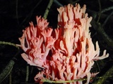 Ramaria araiospora image