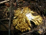 Ramaria rasilispora image