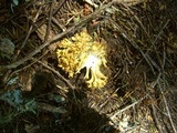 Ramaria rasilispora image