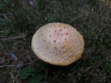 Amanita persicina image