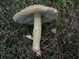 Amanita persicina image