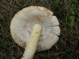 Amanita persicina image