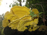 Laetiporus conifericola image