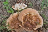 Ganoderma sessile image