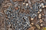 Cyathus stercoreus image