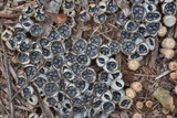 Cyathus stercoreus image