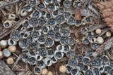 Cyathus stercoreus image
