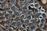 Cyathus stercoreus image