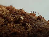 Melanospora lagenaria image
