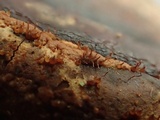 Melanospora lagenaria image