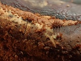 Melanospora lagenaria image