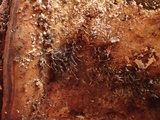 Melanospora lagenaria image