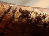 Melanospora lagenaria image
