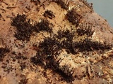 Melanospora lagenaria image