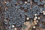 Cyathus stercoreus image