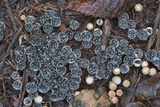 Cyathus stercoreus image