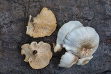 Lentinus tigrinus image