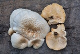 Lentinus tigrinus image