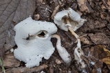 Leucocoprinus cretaceus image