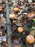 Amanita muscaria f. guessowii image