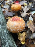 Amanita muscaria f. guessowii image