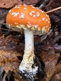 Amanita muscaria f. guessowii image